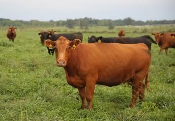 Slow Pasture Growth Irks Farmers, Cool Weather Only Part of Problem