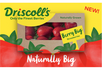 Driscoll’s debuts Berry Big Strawberries