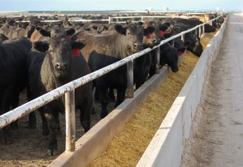 Cattle in a Kansas Feedyard