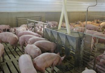 Cash Feeder Pig Prices Average $52.89, Up $4.56 Last Week