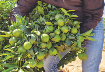 Citrus grower-shippers provide updates on season, volumes, sizing