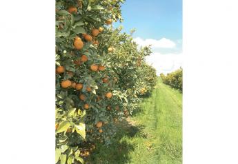 Marketers expecting ample organic citrus supplies
