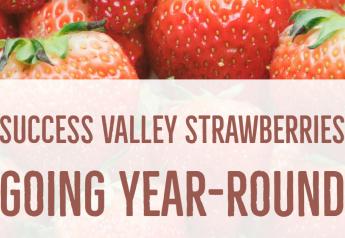 Success Valley strawberries going year-round