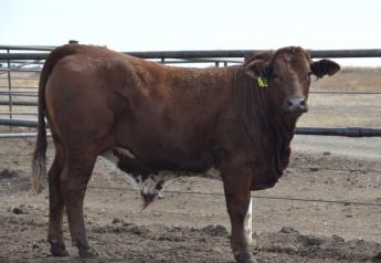 Mexican feeder steer