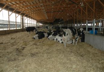 Adequate space in group maternity pens can allow cows opportunities to isolate themselves at calving.

