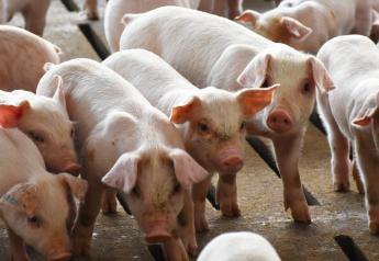 Don’t Overlook Your Pig’s Microbiome