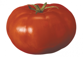 Tomatoes flourish in foodservice