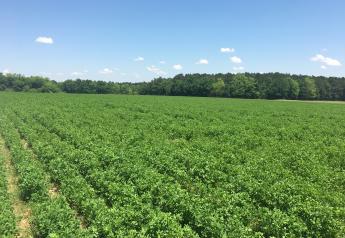 A mixed forage, which does not qualify for an MFP payment, is that with less than 60% alfalfa. 