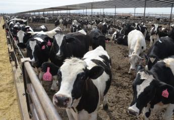 In The Cattle Markets: Beef Contribution in 2018 from Dairy Cattle