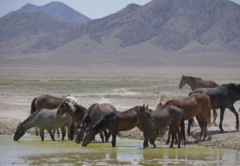 Some Horse Advocates Buck at New Plan to Save Wild Mustangs