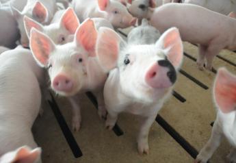 Cash Weaner Pig Prices Average $28.28, Down $0.31 From Last Week