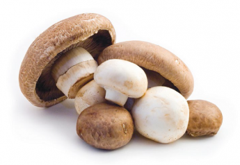 Monterey Mushrooms meets organic demand