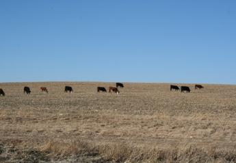 University of Nebraska researchers recently conducted a two-year study to evaluate the effects of grazing on subsequent yields and nutrient removal from baling at five locations in Nebraska. 