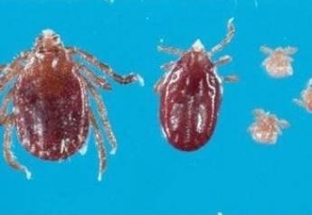 Cattle ranchers in Arkansas are on the lookout for the Longhorned tick, a hardy, invasive species of tick that survived a New Jersey winter and subsequently traversed the mid-Atlantic has mysteriously arrived in Arkansas. 