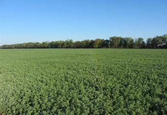 Alfalfa-production-in-North-Florida