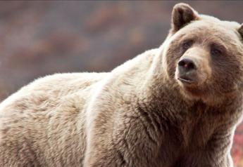 Montana Grizzly Bear Euthanized After Killing Cattle