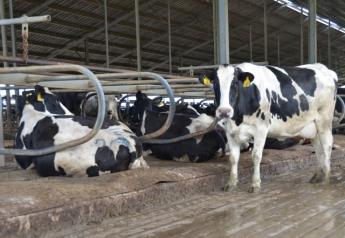 CAB Insider: Dairy Dilemma Increases Culling