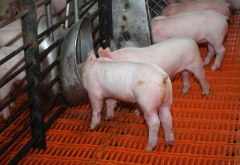 A successful plan for managing weaned pig startups is grounded in science.