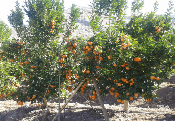 Chile expects record mandarin exports to North America