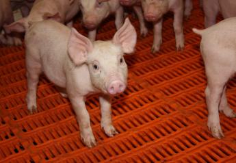 Cash Feeder Pig Prices Average $55.48, Down $1.77 Last Week