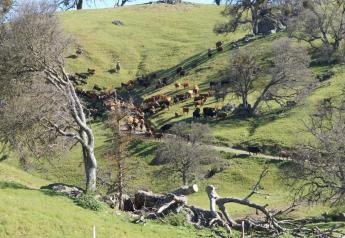 Cattle drive on the N3, Livermore, CA