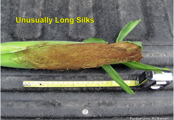 What Extra-Long Silks Mean for Pollination 