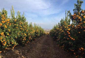 Duda imports citrus for the 17th season