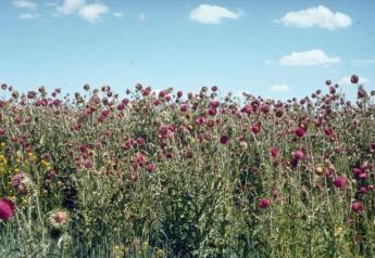 Spring is Best Time to Spray: Controlling Musk Thistle is Neighborly