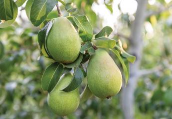 Northwest pear growers expect less fruit this season