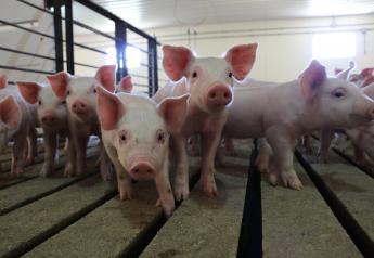 Forecasting Outbreaks Could Be a Game-Changer for Pork Industry