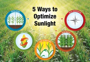 5 Ways to Optimize Sunlight