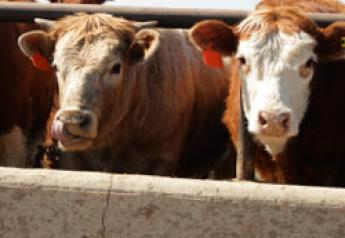 Cattle Markets in the Information Age
