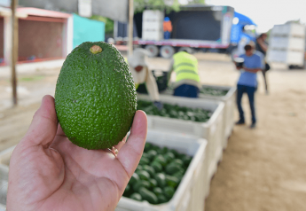 Peruvian avocado season extended through September