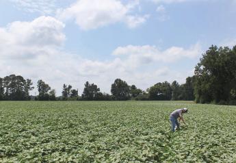 Southern growers expect good sweet potato crop, rebound from last year