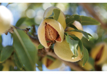 USDA forecasts record California almond crop