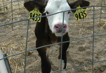 Calf health is a wild card that is often out of the cattle feeder’s control; it is predetermined by the dairy’s attention to providing timely colostrum to the newborn calf. 