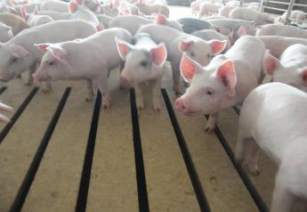 The latest information on African Swine Fever.