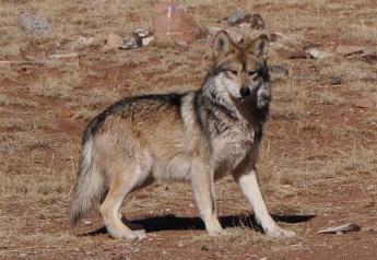 Arizona Starts Research Grant to Limit Wolf and Cattle Interactions
