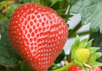 Strawberries — They're kind of a big deal