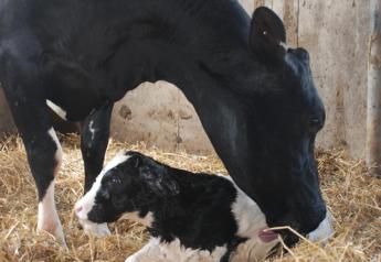 Heat stress abatement has long been deemed important to support dry-matter intake and milk production in lactating cows. But dry cows, too, suffer challenges from heat stress, and the impact of it can be much longer-term. 