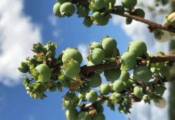 Blueberries ripen up in Florida. The 2018 crop has seen a higher than normal number of chill hours during the growing season, which is good for berry size and sweetness, growers say.