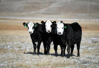 Ranchers culled their herds deeper in 2019 than in recent years. 