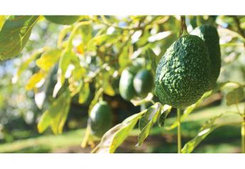 Mexican avocados play vital role in U.S. deal