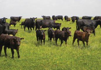 beef cattle prices