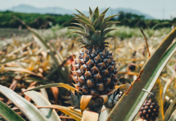 Dole invests in organic pineapples