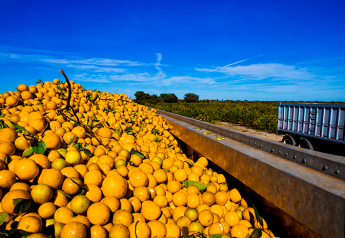 Big increase in Florida citrus volume