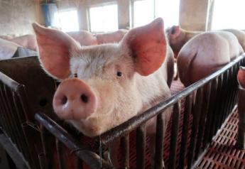 China’s second-largest pork producer, Muyuan Foods says it will continue to increase production this year, despite the challenges of African swine fever.