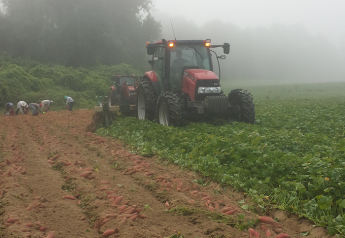 North Carolina sweet potato growers stare down two hurricanes