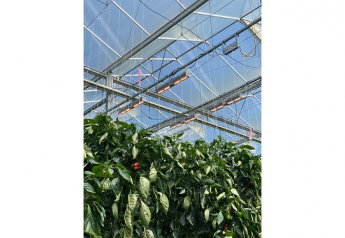 Red Sun Farms increases year-round capacity from its Ontario greenhouses