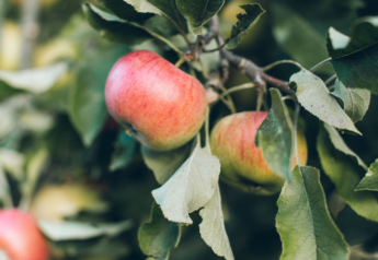 Export demand steady, tariffs spur worries for Washington apples